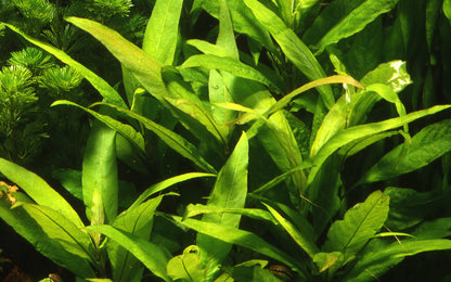 Hygrophila costata Tropica