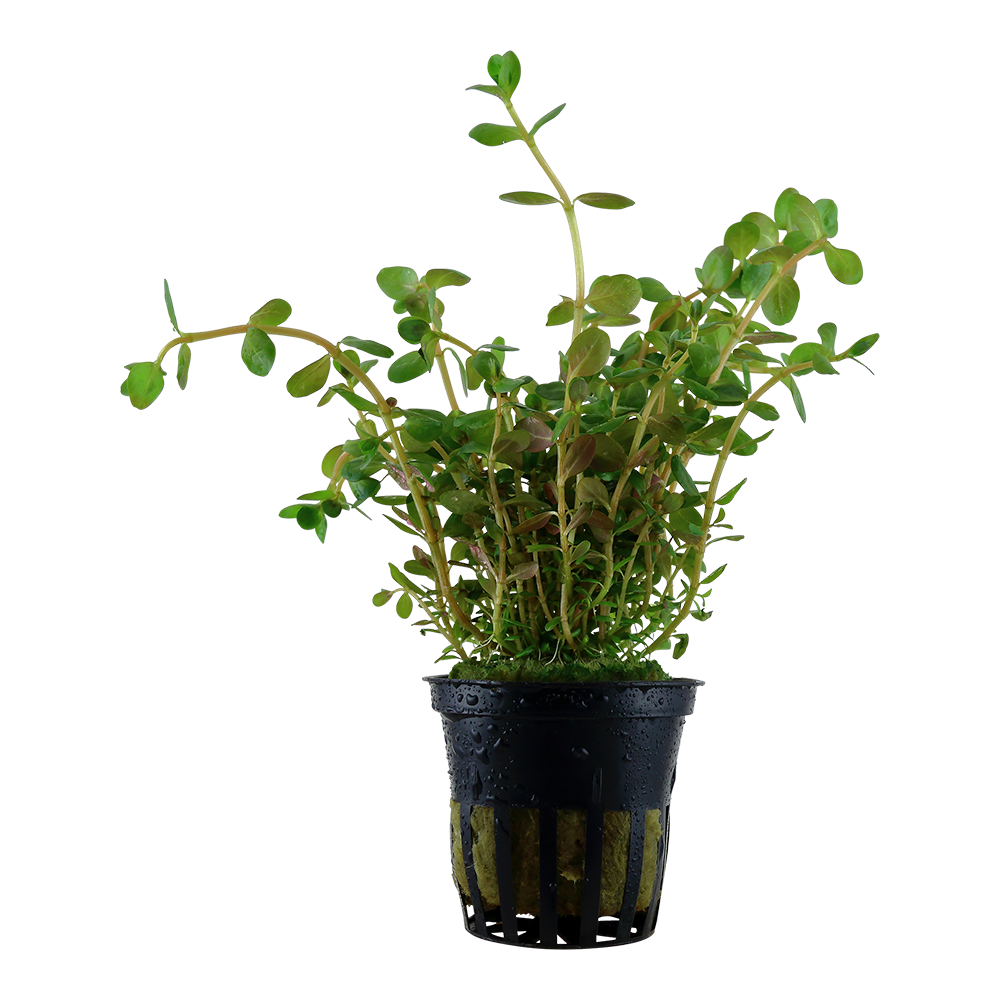 Rotala rotundifolia Tropica (Single Package)