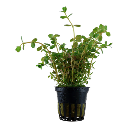 Rotala rotundifolia Tropica (Single Package)