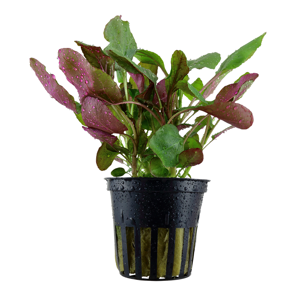 Tropica Lobelia cardinalis PCS