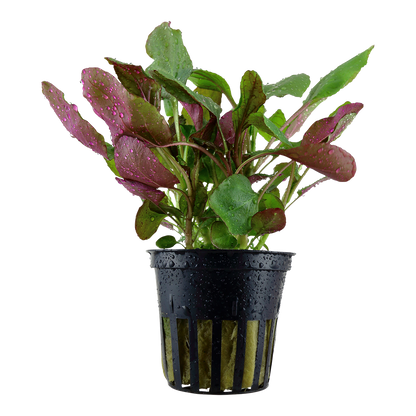 Tropica Lobelia cardinalis PCS
