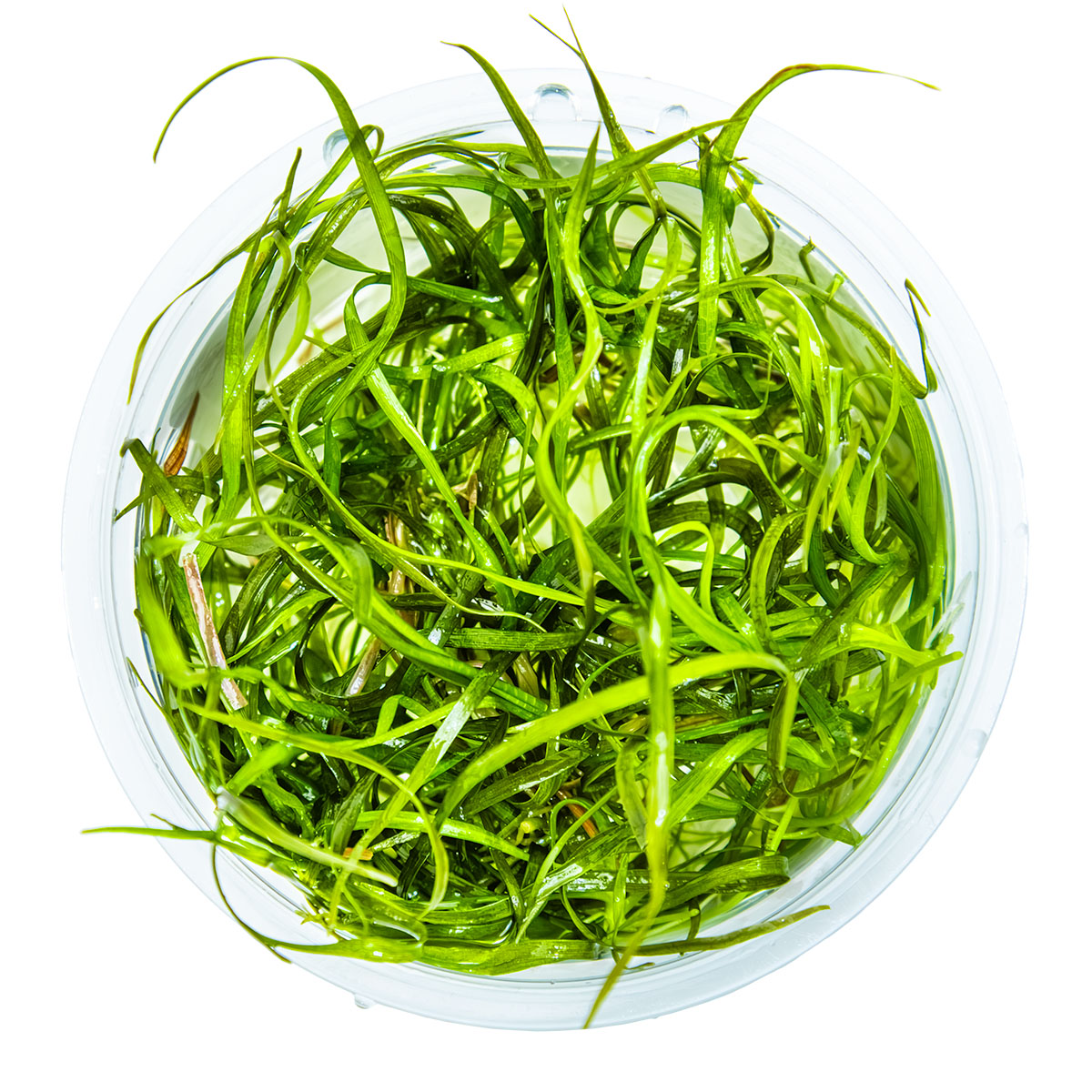 Tropica Sagittaria subulata Needle Leaf 1-2-GROW