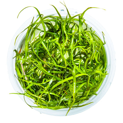 Tropica Sagittaria subulata Needle Leaf 1-2-GROW