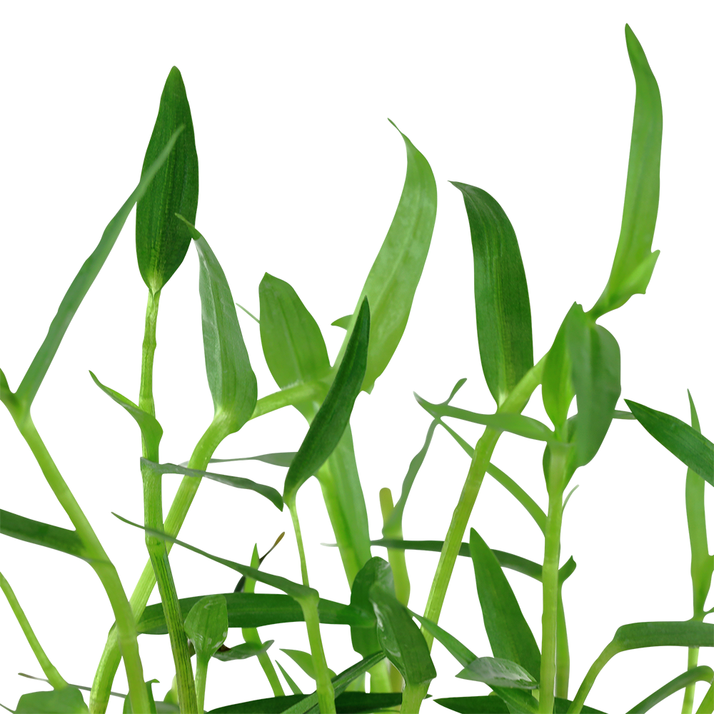 Murdannia keisak Tropica