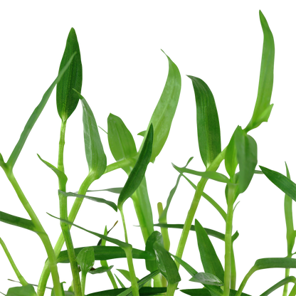 Murdannia keisak Tropica