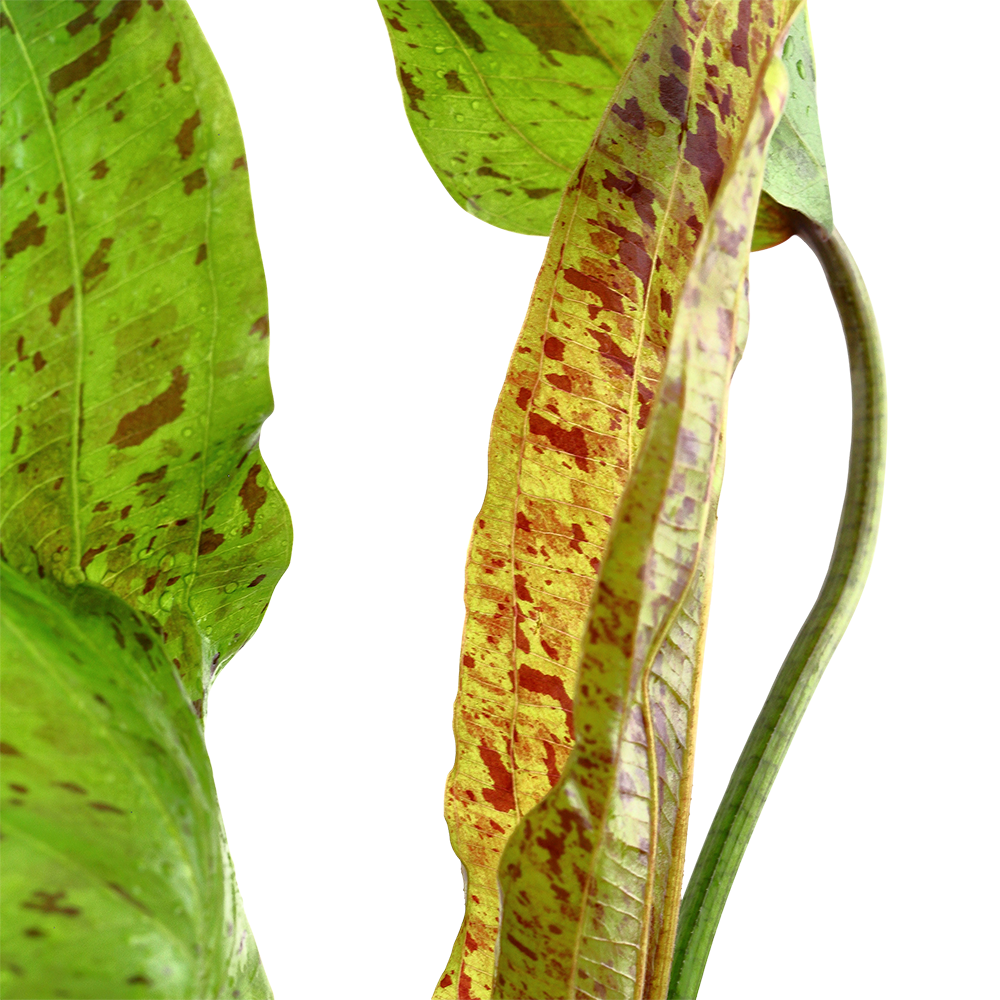 Echinodorus Ozelot Green Tropica