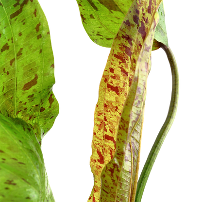 Echinodorus Ozelot Green Tropica
