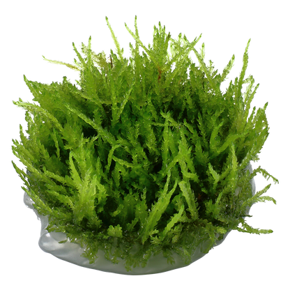 Dennerle Vesicularia ferriei Weeping Moss Plant-It
