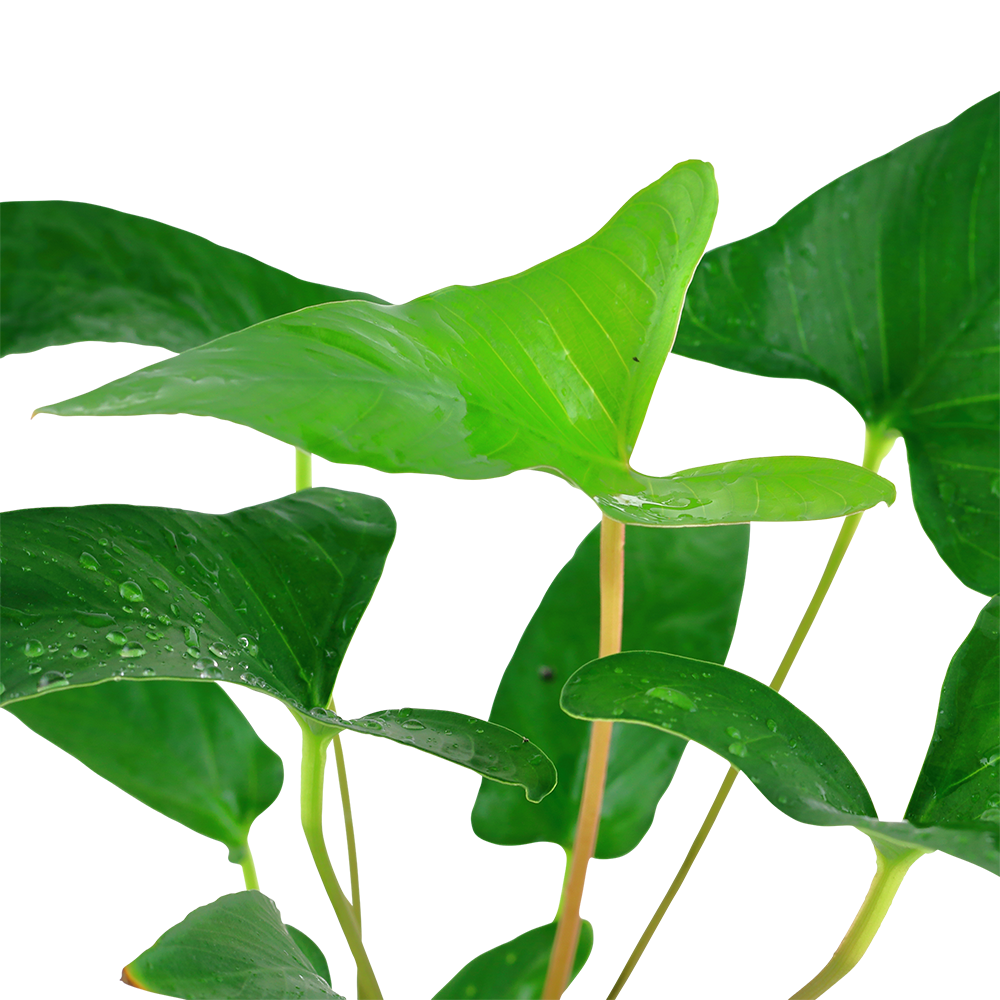 Anubias gracilis Tropica