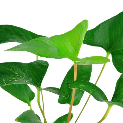 Anubias gracilis Tropica