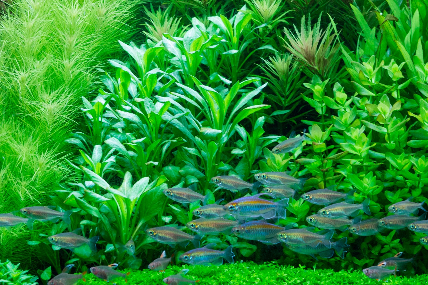 Lobelia cardinalis Tropica