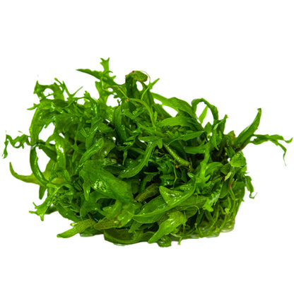 Tropica Hygrophila odora 1-2-GROW
