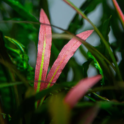 Cryptocoryne spiralis 'Red' Tropica