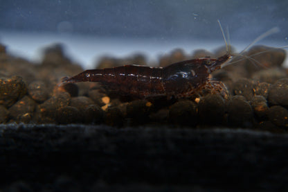 Black Chocolate Shrimp