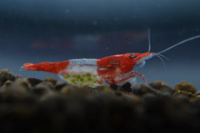Red Rili Shrimp