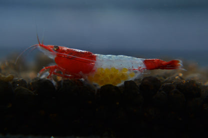 Red Rili Shrimp