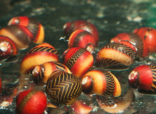 Red Nerite Snail