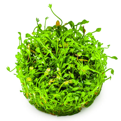 Aquafleur Marsilea crenata Easy Grow