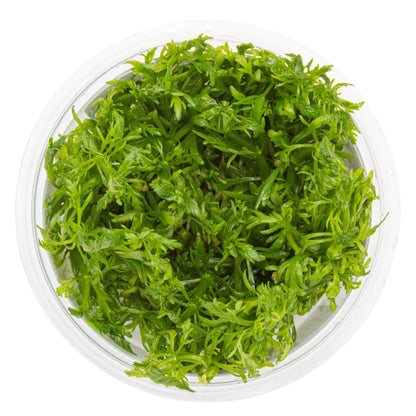 Tropica Limnophila aquatica 1-2-GROW