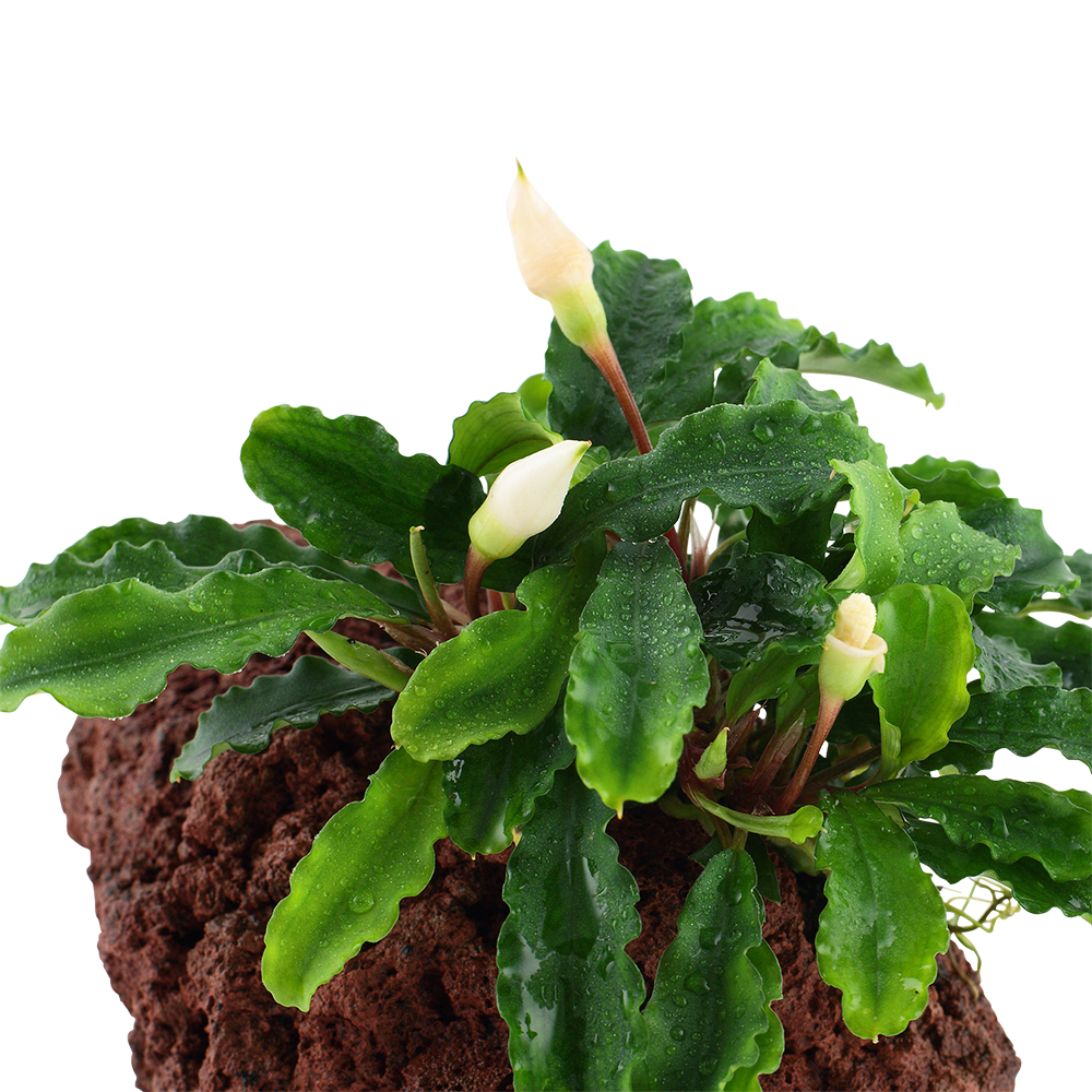 Bucephalandra Wavy Green on Lava Rock Tropica