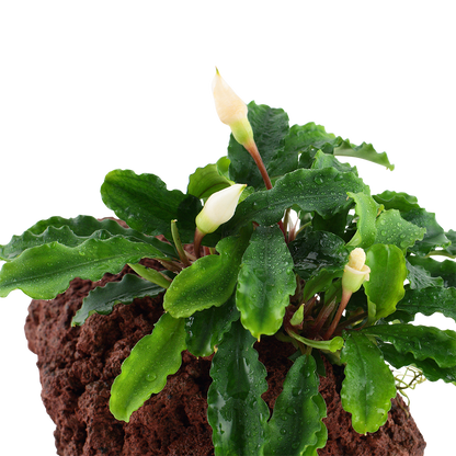 Bucephalandra Wavy Green on Lava Rock Tropica