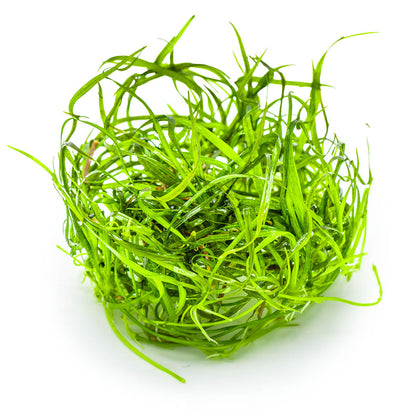 Tropica Sagittaria subulata Needle Leaf 1-2-GROW