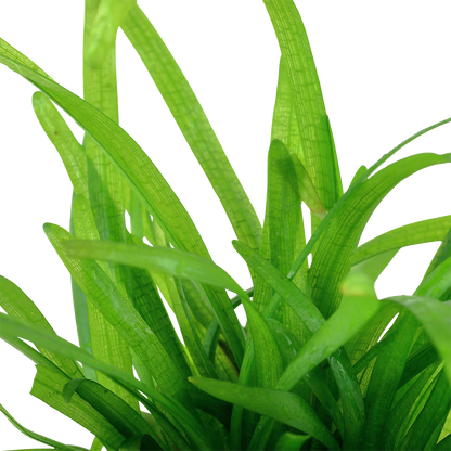 Sagittaria subulata Tropica (Single Package)
