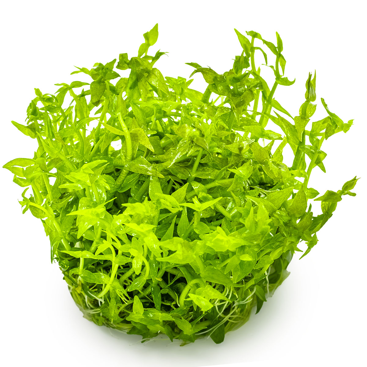 Aquafleur Gratiola viscidula Easy Grow
