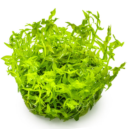 Aquafleur Gratiola viscidula Easy Grow