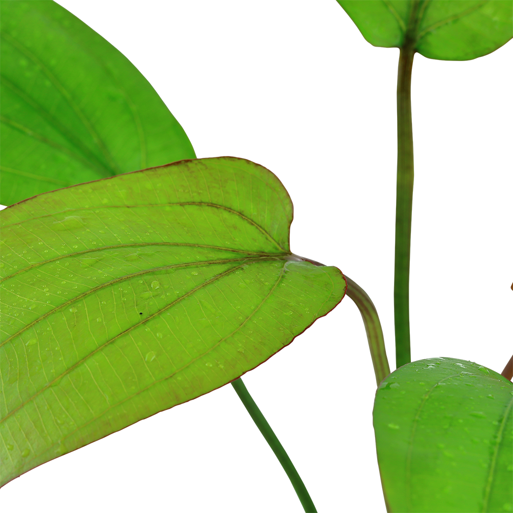 Echinodorus Barthii Tropica