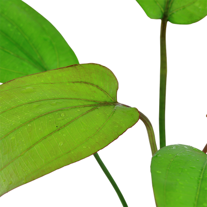 Echinodorus Barthii Tropica