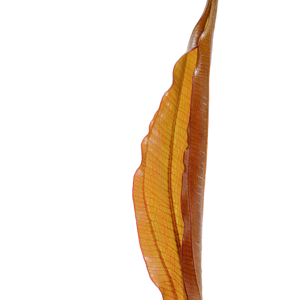 Echinodorus Red Diamond Tropica
