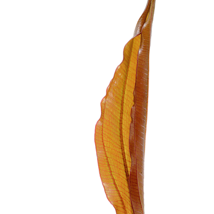 Echinodorus Red Diamond Tropica