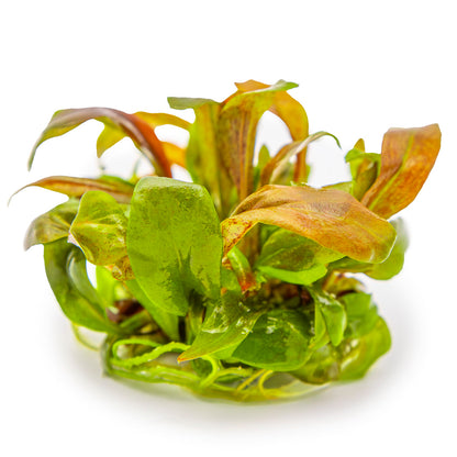 Tropica Lysimachia parvifolia ‘Red’ 1-2-GROW