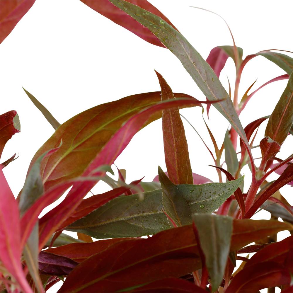 XL Alternanthera reineckii Pink Tropica