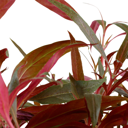 XL Alternanthera reineckii Pink Tropica