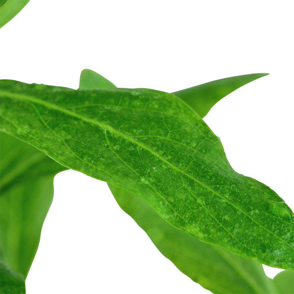 Hygrophila polysperma Tropica