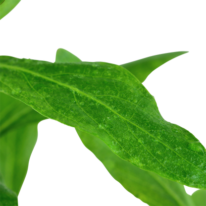 Hygrophila polysperma Tropica