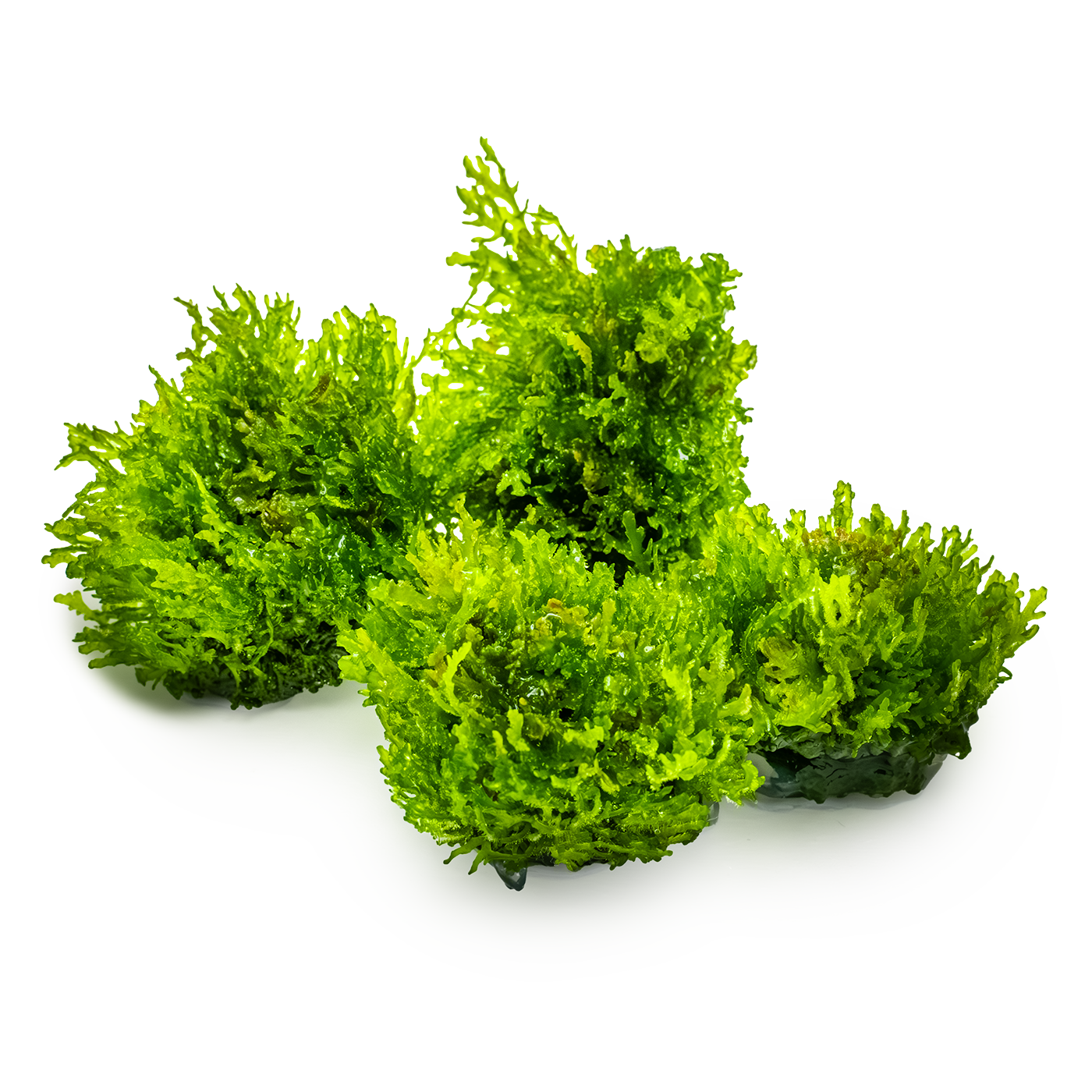 Tropica Riccardia chamedryfolia 1-2-GROW