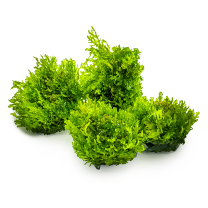 Tropica Riccardia chamedryfolia 1-2-GROW