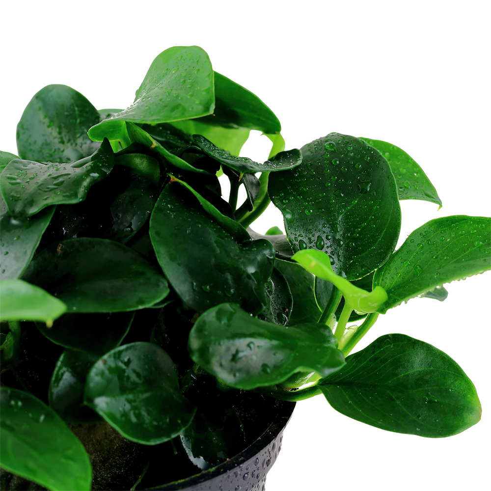 Anubias Petite Tropica