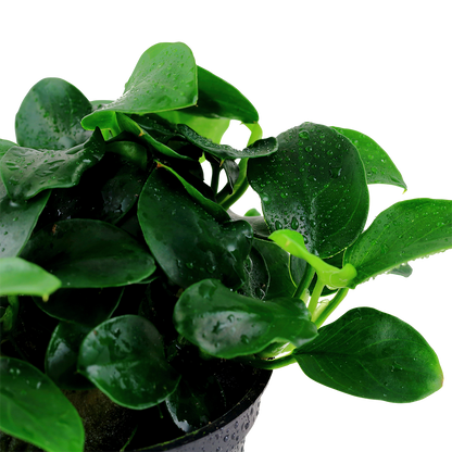Anubias Petite Tropica