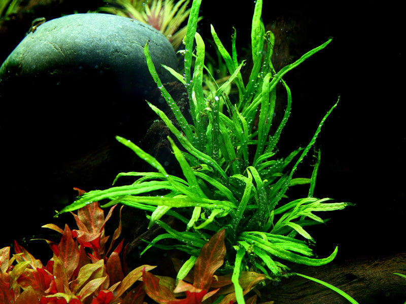 Microsorum pteropus Trident AQUADIP