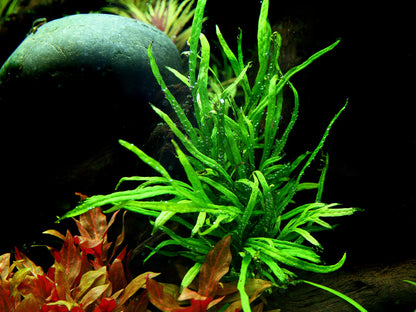 Microsorum pteropus Trident AQUADIP
