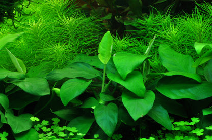 Anubias nana Large Tropica