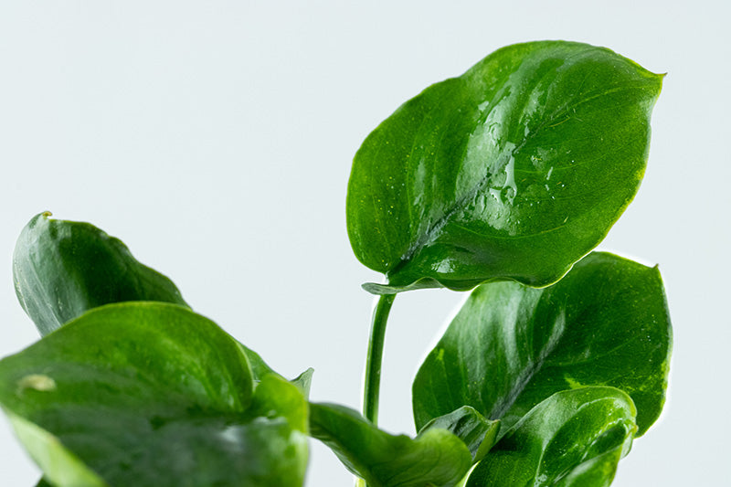 Anubias Coin Leaf AQUADIP