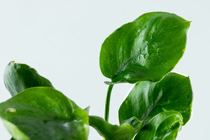 Anubias Coin Leaf AQUADIP