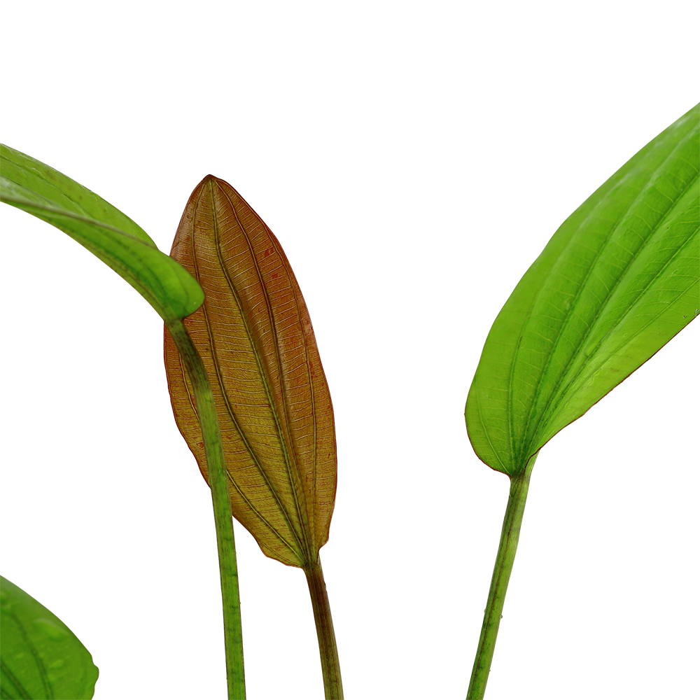 Echinodorus Rosé Tropica