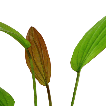 Echinodorus Rosé Tropica