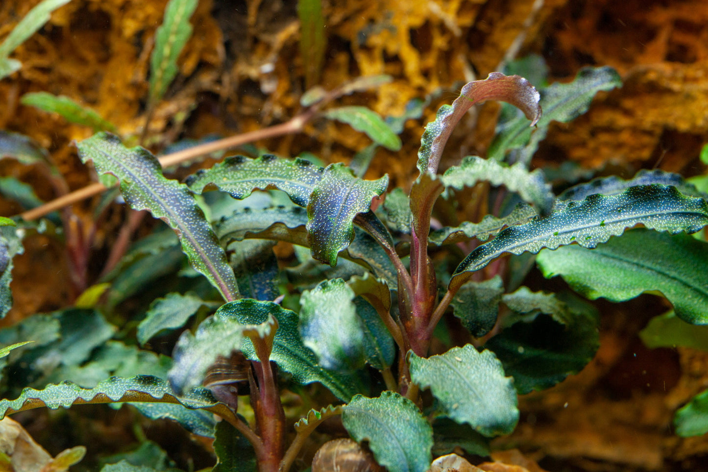 Dennerle Bucephalandra Kedagang Plant-It